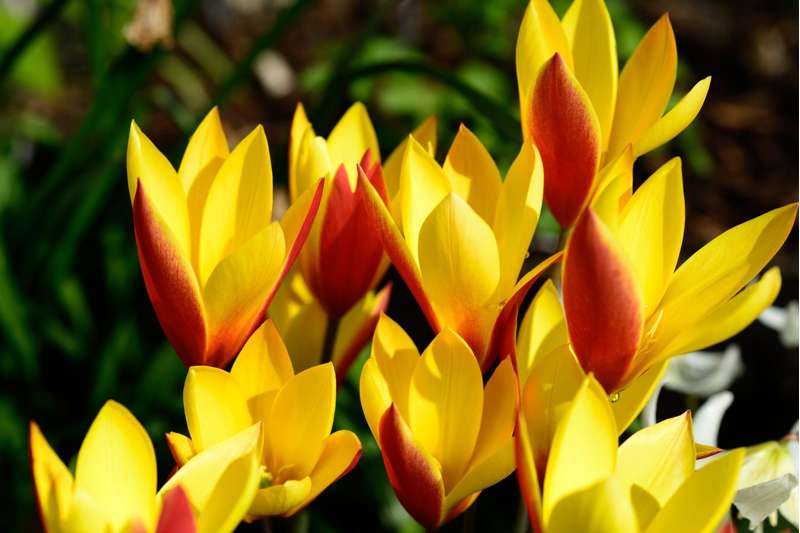 Botanisk Tulipan 'Tubergens Gem'